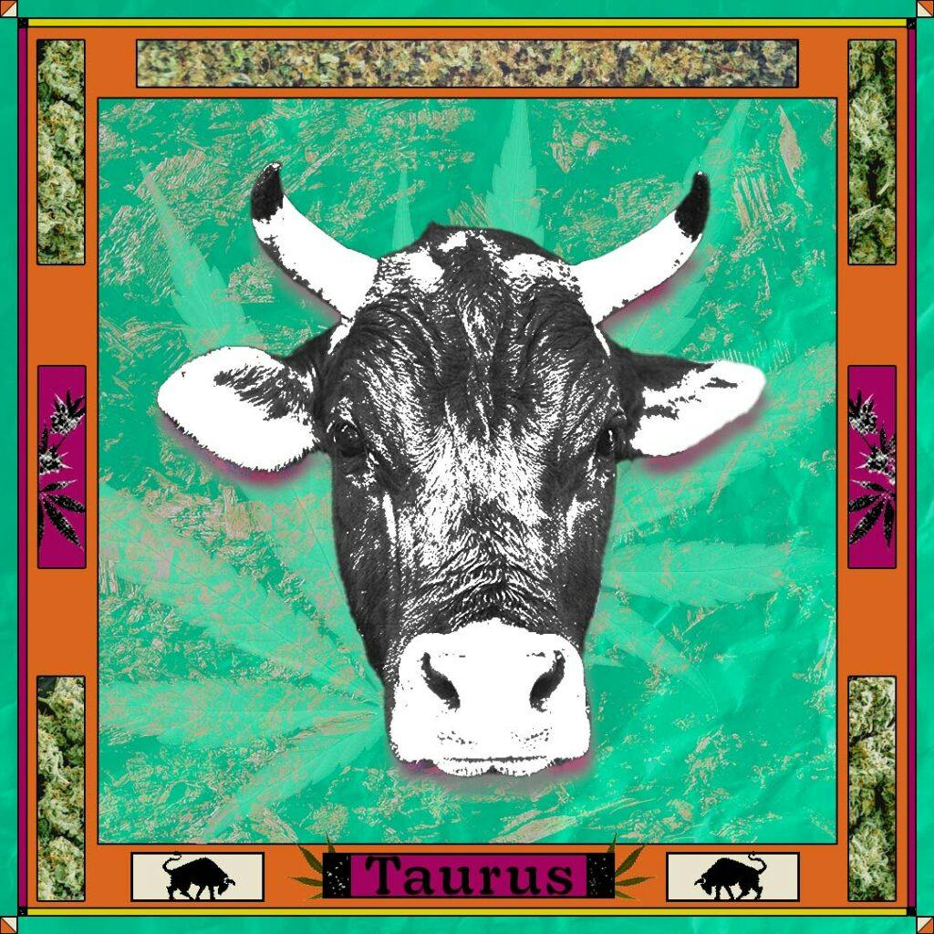 Bull on a green background with cannabis on the border and the word "Taurus"